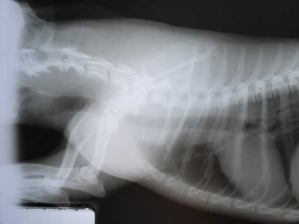 Fotografia tomada fuera de Hospital Veterinario De Pequeñas Especies Los Angeles - Veterinario en Cdad. Hidalgo, Mich.